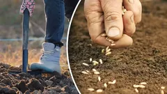 Úroda nesklame: záhradkárka prezradila ideálny čas na jesennú výsadbu mrkvy