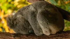 Rekordmani spánku: 5 zvierat, ktoré spia najdlhšie na svete
