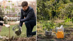 Kedy je najlepší čas na výsadbu stromov: odborníci dali jednoznačnú odpoveď