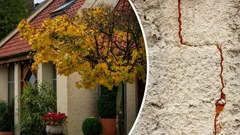 Aký strom radšej nesadiť pri dome? Môže vám narušiť základy