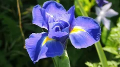 Rastliny, ktoré vysávajú vlhkosť zo stien: doma zmiznú mokré fľaky a vzduch bude ľahší