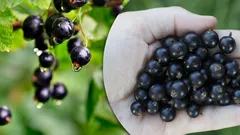 Toto by mal vedieť každý: výhody ríbezlí a prečo ich nemôže jesť každý