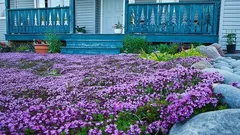 Zasaďte tieto kvety v novembri – na jar vám zakvitnú hustým kobercom: záhradkár prezrádza svoje triky