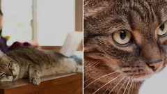 Ako odnaučiť mačku liezť na stôl: veterinár poradil jednoduchý trik