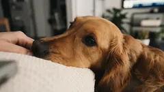 Psí jazyk lásky je zložitejší, než sa zdá: Gestá, ktoré povedia viac než tisíc slov