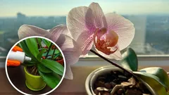 Jedna lyžica a orchidey budú kvitnúť celý rok: jednoduché domáce hnojivo