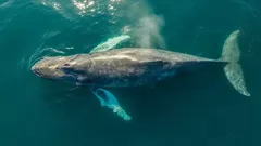 Morské živočíchy, ktoré ešte nikto nevidel naživo: vzácny druh sa po prvý raz stretol s človekom