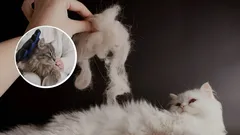 Ako docieliť, aby mačka menej pĺzla: tajomstvo, o ktorom väčšina chovateľov ani netuší