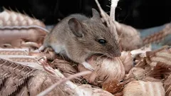 Myši utečú bez otočenia: domáci prostriedok bez chémie, ktorý ľahko zaženie jesennú armádu hlodavcov