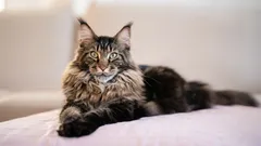 Milujete psy, ale chcete mačku? Tieto štyri plemená sú pre vás