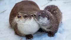 Jemný vzhľad a anjelský pohľad – len pretvárka: temná stránka najroztomilejšieho zvieraťa planéty