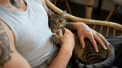 Mačka sama skáče na ruky – ale nie kvôli maznaniu: Skrytý dôvod, ktorý prekvapí